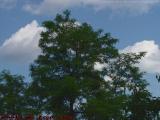 Cloud-Shaded Tree With Clouds, Esplanade