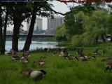 Feeding Geese, Esplanade near Boston University