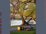 Cut Wood, Esplanade