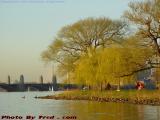 Spring Esplanade Willows