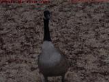 Winter Goose, Cambridgeside