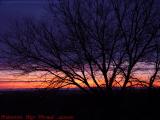 Winter Sunset Tree, Groveland, NY