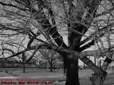 Winter Tree, Esplanade