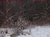 Winter Tangles, Groveland, NY