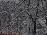 Snowbound Farm and Trees, Groveland, NY
