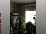 Wintering Plants, Groveland, NY