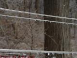 A Spot of Sunlight, Groveland, NY