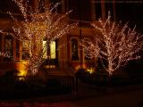Lit Trees, Commonwealth Avenue