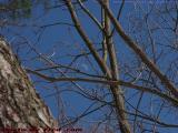Waxing Daylit Winter Moon, Groveland, NY
