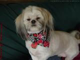 Pixie's New 