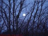 Luna, the Next Step, from Groveland, NY