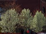 Spring Trees, Central Square, Cambridge