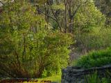 Spring Sunset Foliage, Groveland, NY