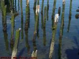 Clear Water, Low Tide, Liberty Plaza, East Boston