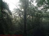 Verdant Morning Sunbeams, Groveland, NY