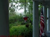 Hummingbird Feeder, Morning Fog, Groveland, NY
