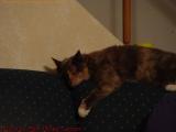 Hang On, Cuddles! Groveland, NY