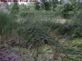 Dying Pond, Groveland, NY