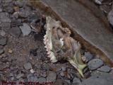 All That Remains..., Groveland, NY