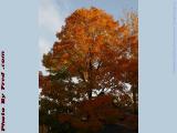 Foliage, Somerville, Mass.