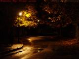 Late Evening Autumn Busway, Davis Square, Somerville