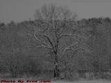 Freshly Winter Frosted Oak, Groveland, NY
