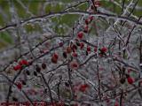 Iced Bay Berries, Groveland, NY