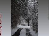 Lilac Lane in Fresh Heavy Snow, Groveland, NY