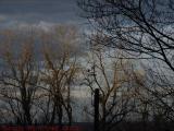 Sunlit Branches and Silhouettes, Groveland, NY