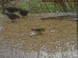 Morning Doves, Goldfinch, Through Old Glass, Groveland, NY