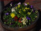 Flower Bucket, Davis Square, Somerville, Mass.