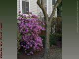 Signs of Spring, College Ave., Somerville, Mass.
