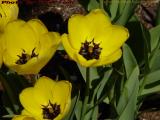 Spring Colors, Somerville, Mass.