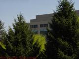 New Leaves and Evergreens, UMass Campus, Worcester, Mass.