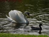 Grace and Function, Boston Public Garden
