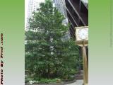 Citified Tree, Congress Street, Boston