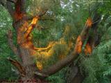 Old Willow Dressed in the Day's Last Rays, Groveland, NY