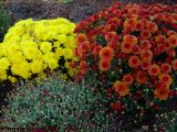Fall Flowers, at First and Binney, Cambridge