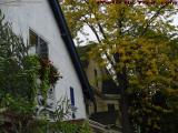 Facing Foliage, College Avenue, Somerville, Mass.