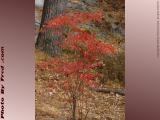 Fire Bush, Lynn Woods Reservation, Lynn, Massachusetts