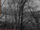 A Tangle of Bare Trees, Autumn, Groveland, NY