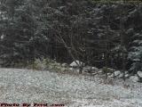Rock Wall With Snow, Harvard, Mass.