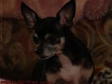 AKC Grand Champion Romeo Farlo Luis at Home, Lynnfield, Mass.