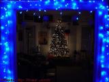 Holiday Tree Framed in Blue, Medford, Mass.