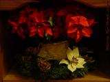 Poinsetta Presentation, Lynn, Mass.