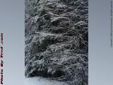 Winter Branches in New Snow