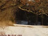 Back Line Drive Winter Perspective in Late Sun, Groveland