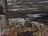 A Denizen of Spring, Groveland, NY
