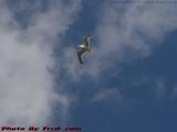 Seagull in Flight, Salem, Mass.