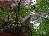 Spring Blooms on an Overcast Evening, St. Germain Street